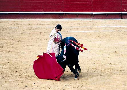 PHOTO: Vicente Barrera, one of todays great toreros, with a natural in the Manolete stile